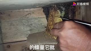 无王弱群增加蜂量成功，就差蜂王，这群无王弱群能养成功吗？