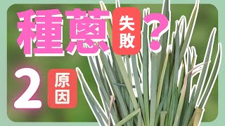 第一次種蔥就失敗 | 種蔥別做2件事 | How to grow Shallots|《葛斯怎麼種》50