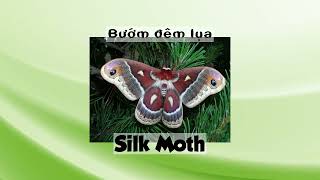 Species of Moths - Các Loài Bướm Đêm