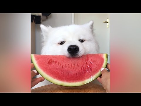 Asmr Dog Eating Watermelon Youtube