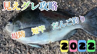 【グレ釣り】堤防から見えグレ、チヌを攻略！