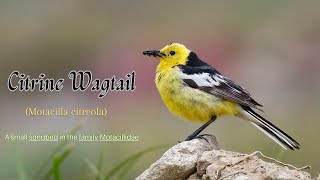 Citrine Wagtail - Citroenkwikstaart / Sitronerle / pliszka cytrynowa / Alvéola-citrina /