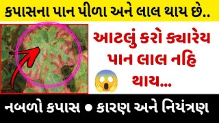 કપાસના પાન લાલ થવાના કારણો અને તેના ઉપાયો | કપાસ ના ભાવ | જલ્દી વિડિઓ જોવો | Kapas na bhav