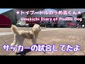 サッカーの試合してたよ★トイプードルのうめ吉くん（220日目 ★ umekichi diary of poodle dog