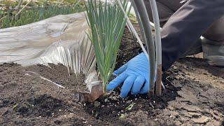 ネギ栽培【初夏どりの育て方】抽台を防ぐために肝心な追肥と土寄せ除草のやり方　22/2/19