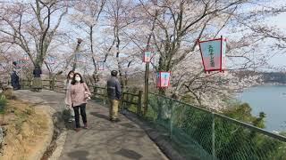 正福寺山公園の桜　２０２１年３月２７日 (広島県東広島市安芸津町三津)