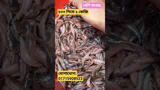 দেশী মাগুর মাছ চাষ পদ্ধতি | দেশি মাগুর মাছের পোনা | দেশি মাগুর মাছের পোনার দাম