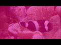 鞍背小丑與短鬚地毯海葵saddleback anemonefish with haddon’s sea anemone7k