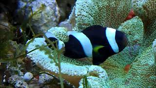 鞍背小丑與短鬚地毯海葵Saddleback anemonefish with Haddon’s sea anemone7k