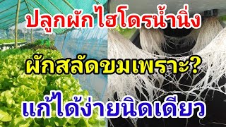 ผักสลัดขม Hydroponics / #บ้านสวนกิตติธรา