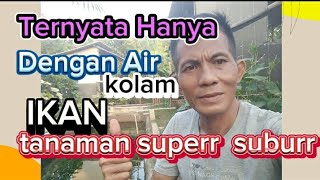 Hanya menyiram dengan Air Kolam Ikan tanaman kita jadi sangat suburr