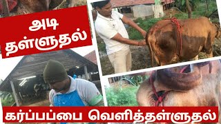 மாடுகளில் அடி தள்ளுதல்/ கர்ப்பப்பை வெளித்தள்ளுதல்  மாடு கீழே உட்கார்ந்தா சிவப்பா வெளியில் ஏதோ வருது