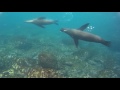 Sea Lion Attack in Galapagos