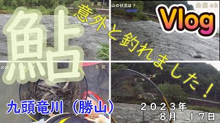 【九頭竜川勝山】意外と釣れました！　２０２３．８．１７