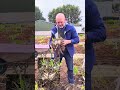 Splitting an older Agapanthus in the ground