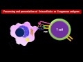 Antigen Processing and Presentation (PART II) MHC II Antigen Presentation Pathway (FL-Immuno26)