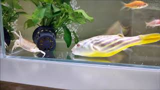 pufferfish eat gold fish and gold crab