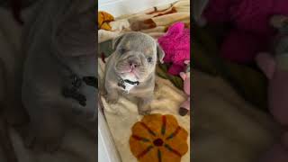 funny dog | dogs videos #shortvideo #funnydog #dog #222