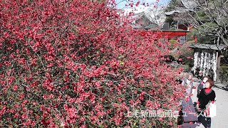 樹齢400年 ボケ鮮やか　太田・冠稲荷神社