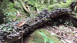 2024太鼓岩、屋久島Taiko Rock.Yakushima, Japan Kagoshima.-27