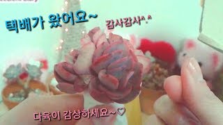 택배 개봉해봐요^^ 다육이, 화분 감상하세요 /  Unboxing succulents