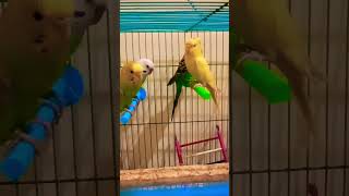 Budgies life #cockatiel #budgies #shorts #trendingsong #funnyshorts #trendingshorts