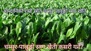 पालुङ्गो साग र चम्सुर साग खेती गर्ने तरिकाHow to Grow Spinach?/2019/|| Method of Spinach Farming ||