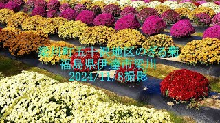 五十沢のざる菊　福島県伊達市梁川　2024/11/8撮影