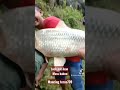 jeck pot ikan masa ,,babon di rawa,, // mancing terus739