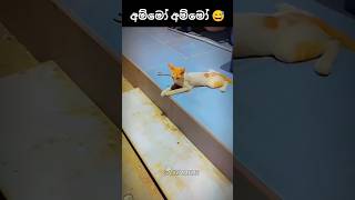 අම්මෝ අම්මෝ 😅 #sajiya #memes #athalvideo #shortsfeed #short #short #funny #comedy #trending #viral