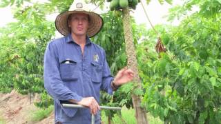 Skybury Coffee Plantation: Farm Water Management