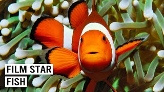 Is "Finding Nemo" Killing Clownfish? The Untold Story
