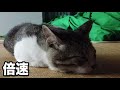 野良猫が我が家のように寝る姿が愛おしすぎる kitten cat japanese traditional house