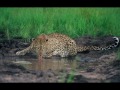 riverwolf fishing safaris 7.mov