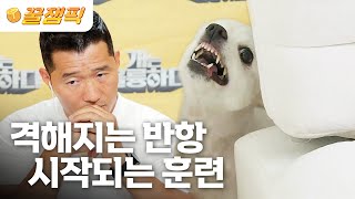 [#개는훌륭하다] \