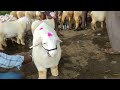 kirugavalu bandur sheep