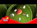 Introduction to Cellular Respiration - More Science on the Learning Videos Channel