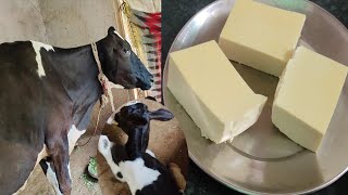 गाय के दूध की बनी मिठाई जो बिमारियों से रखें आपको दूर/cow colostrum milk cake/खरवास की रेसिपी