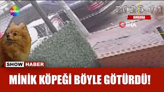 Köpekleri aynı kişiler mi çaldı?