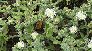 Mesembryanthemum crystallinum L.