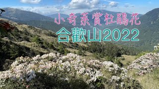 合歡山小奇萊杜鵑花   4K-2022