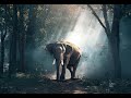 TILAWAT SURAH E REHMAN With Animals video HD 4K