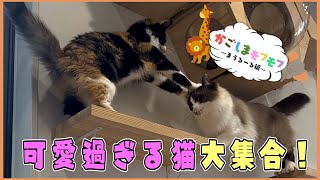 【可愛いねこ大集合♪】最強に人懐っこい猫ちゃんばかりの猫カフェに行ってきました【もふもふ猫動画/アニマルセラピー＆動物カフェまうるーる/animalvideo】