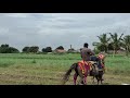 beautiful mare khushi at taveda indian traditional horse kathiyawadi horse indian horse video