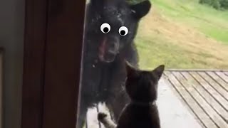 Cats You DON'T Want To Mess With: Funny Cat Videos | The Pet Collective