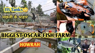 BIGGEST OSCAR FISH FARM HOWRAH| BEST QUALITY FISH FARM| MOLLY GOLDFISH ANGEL SHARK TERROR |