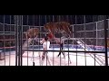 Siberian Tiger vs African Lion Size Comparison 3