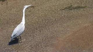 アオサギがオイカワを狙う（青鷺、蒼鷺、Ardea cinerea）鳥綱ペリカン目サギ科Grey heron　DSCN5271