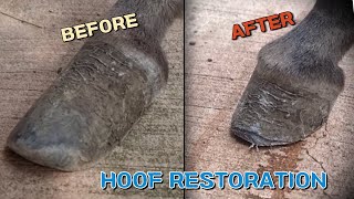 너무 많이 자라버린 동물원 당나귀 발굽 삭제하기overgrown donkey hooves restoration in the zoo