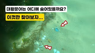 6월의 대왕문어